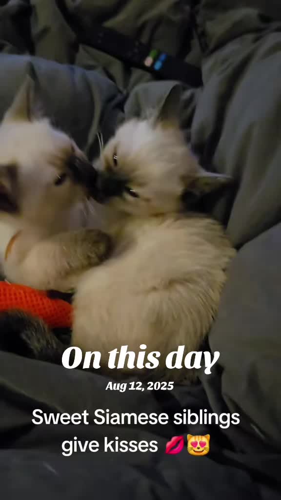 @Brittany's Beauties Kittens