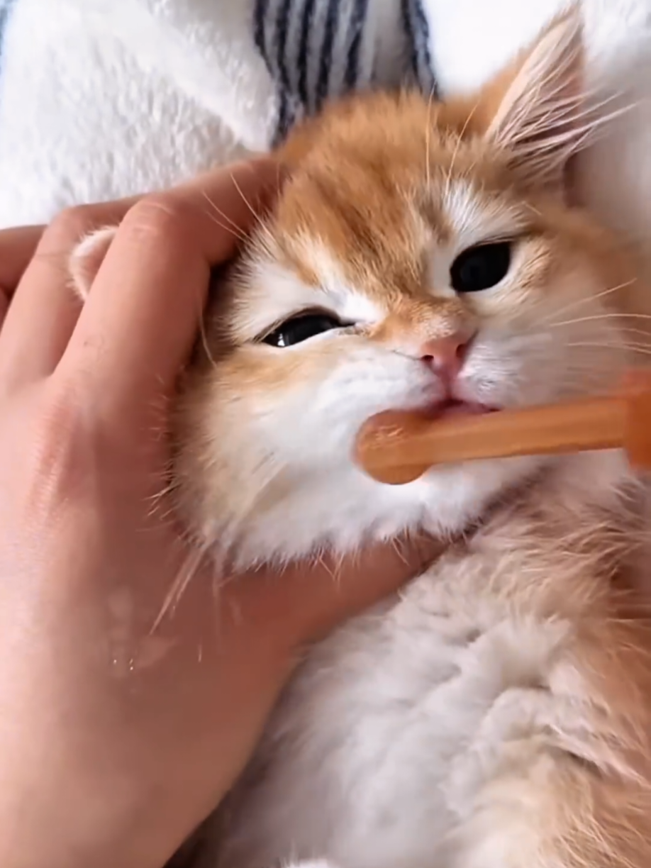 @Cute Cats Zone