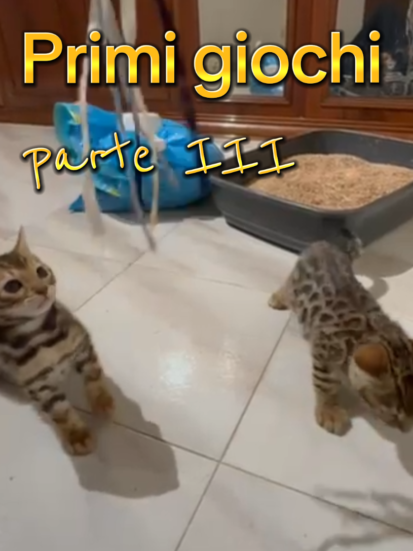 @rio.supercat