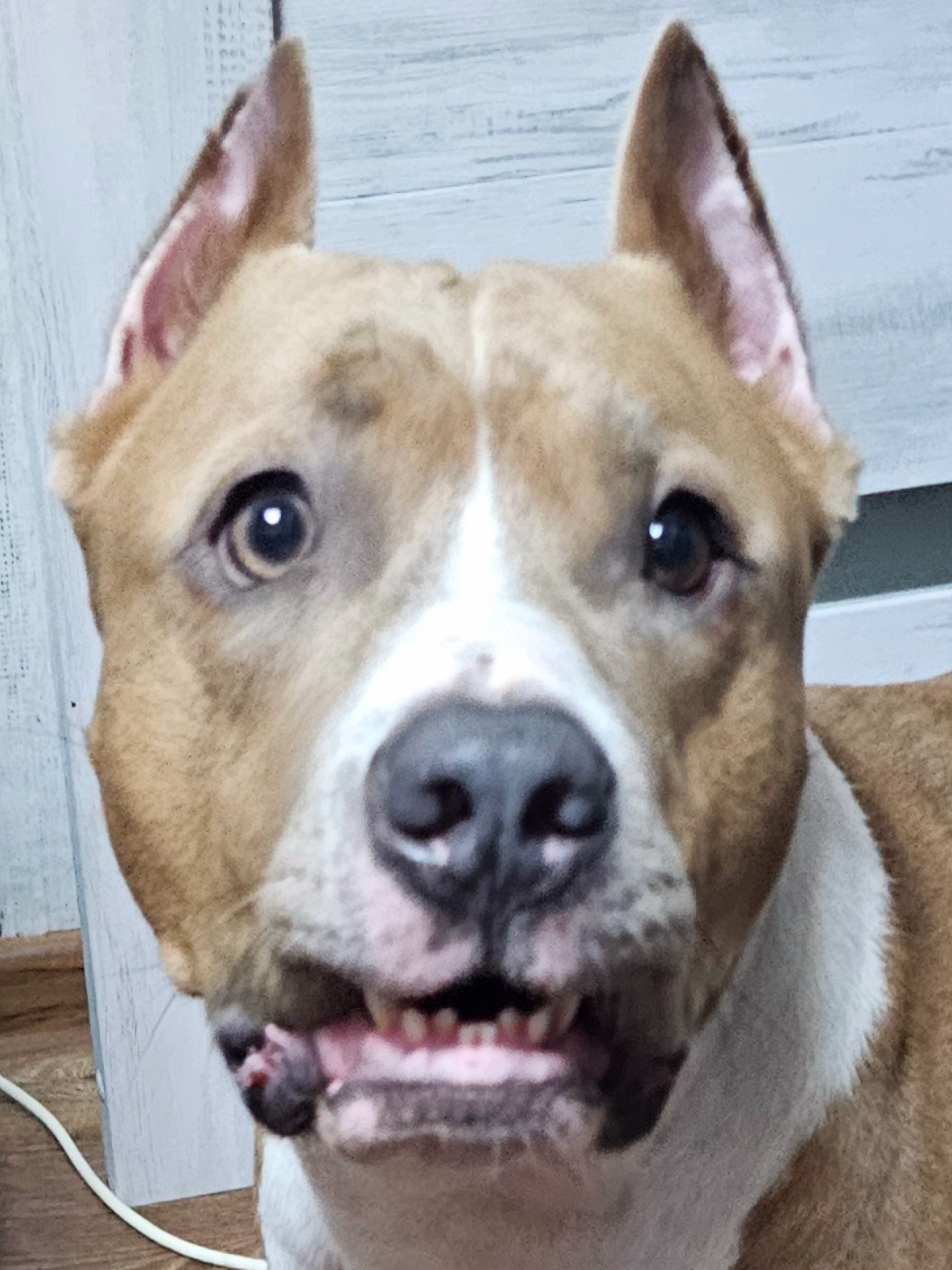 @Pitbul Fred