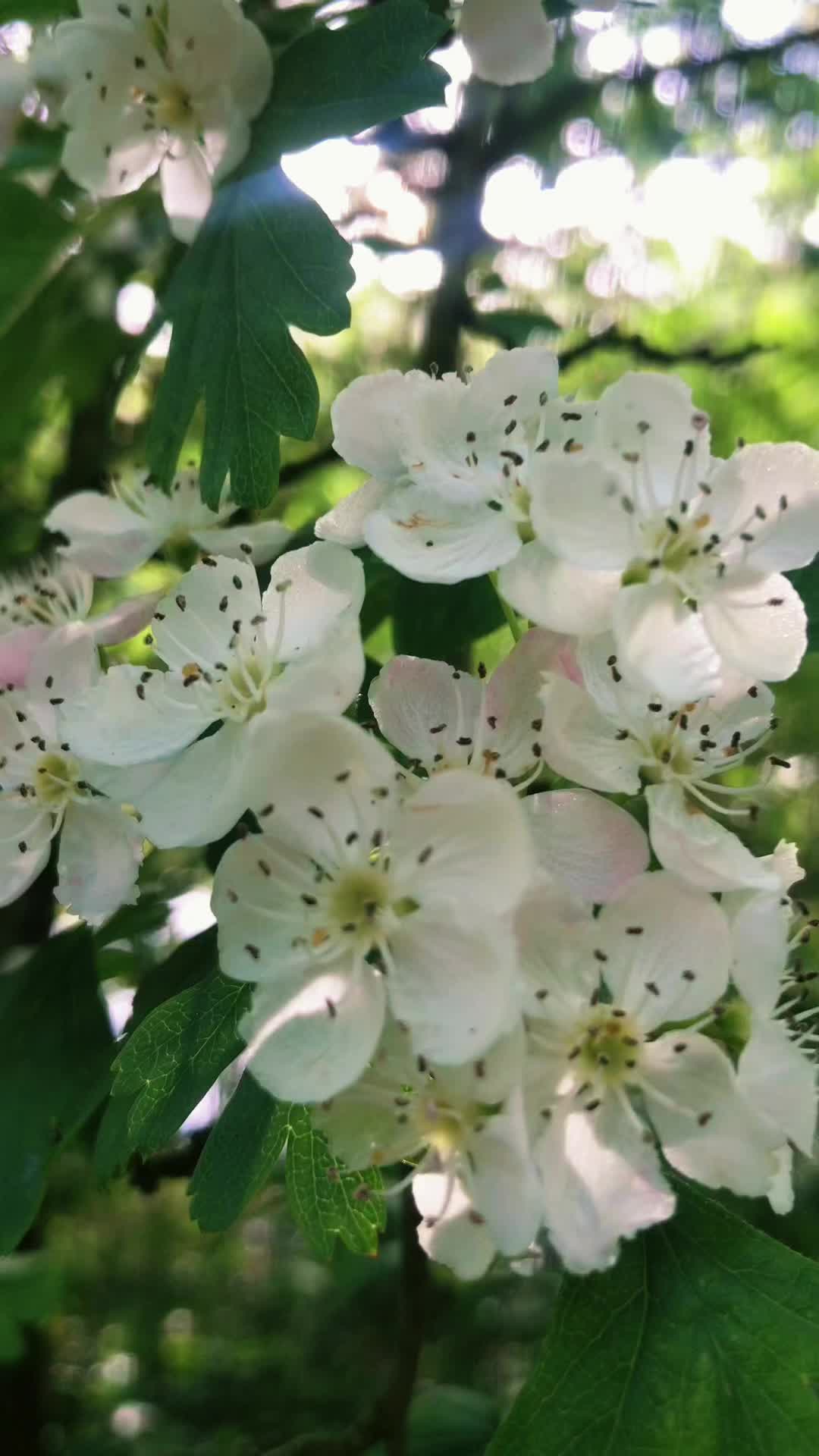 @seema17175