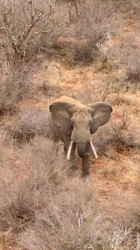 @SheldrickTrust