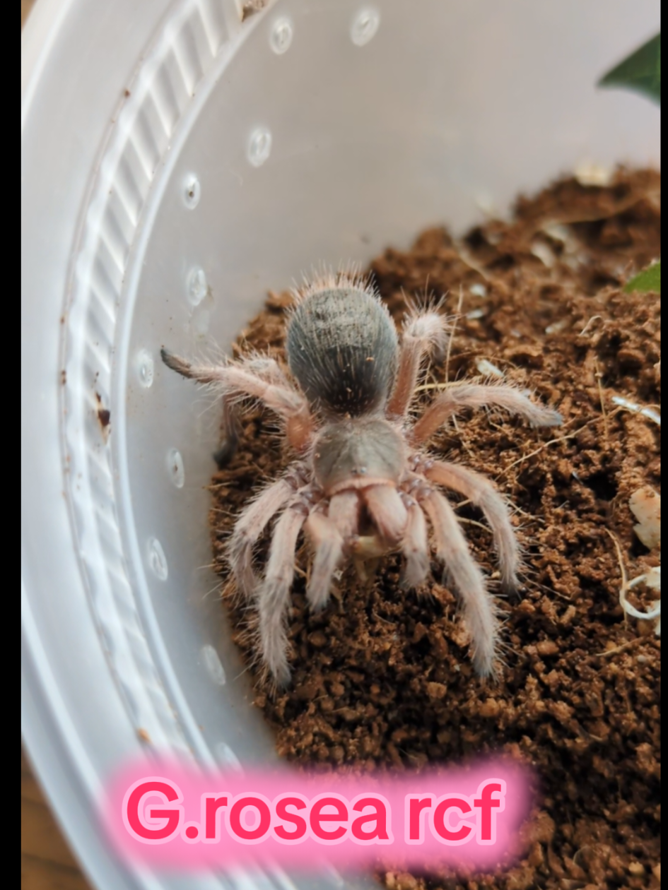 @Eryri Exotics
