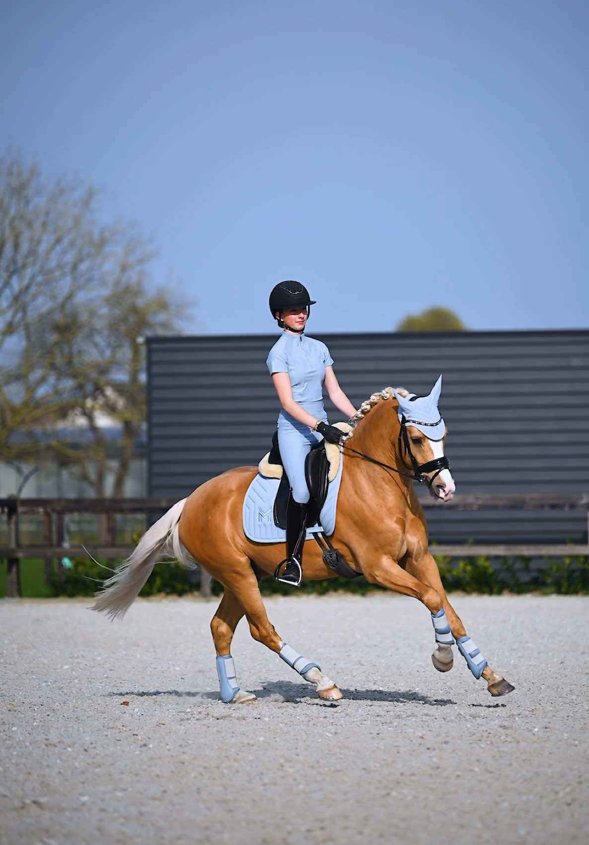 @Maximilian Equestrian