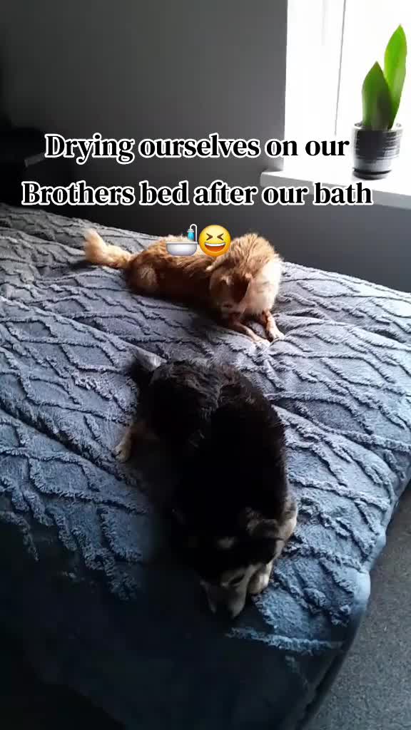 @Katt