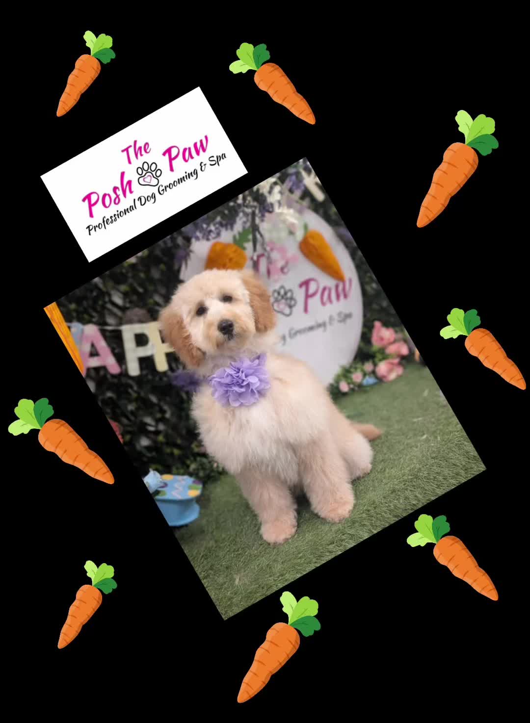 @The posh paw