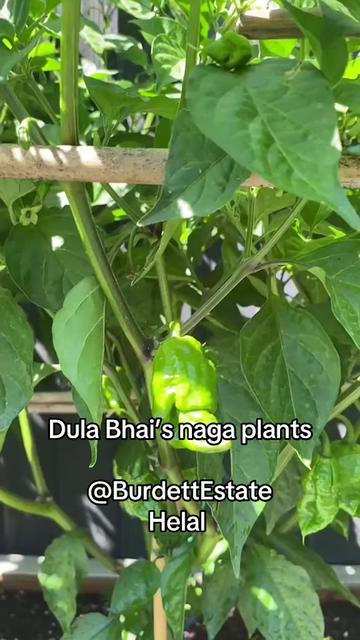 @nazbhai123