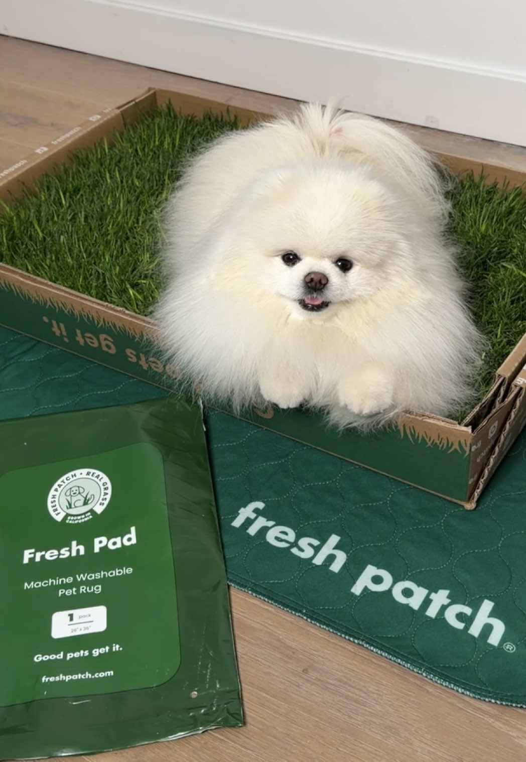@lil.fluff.ball_mochi