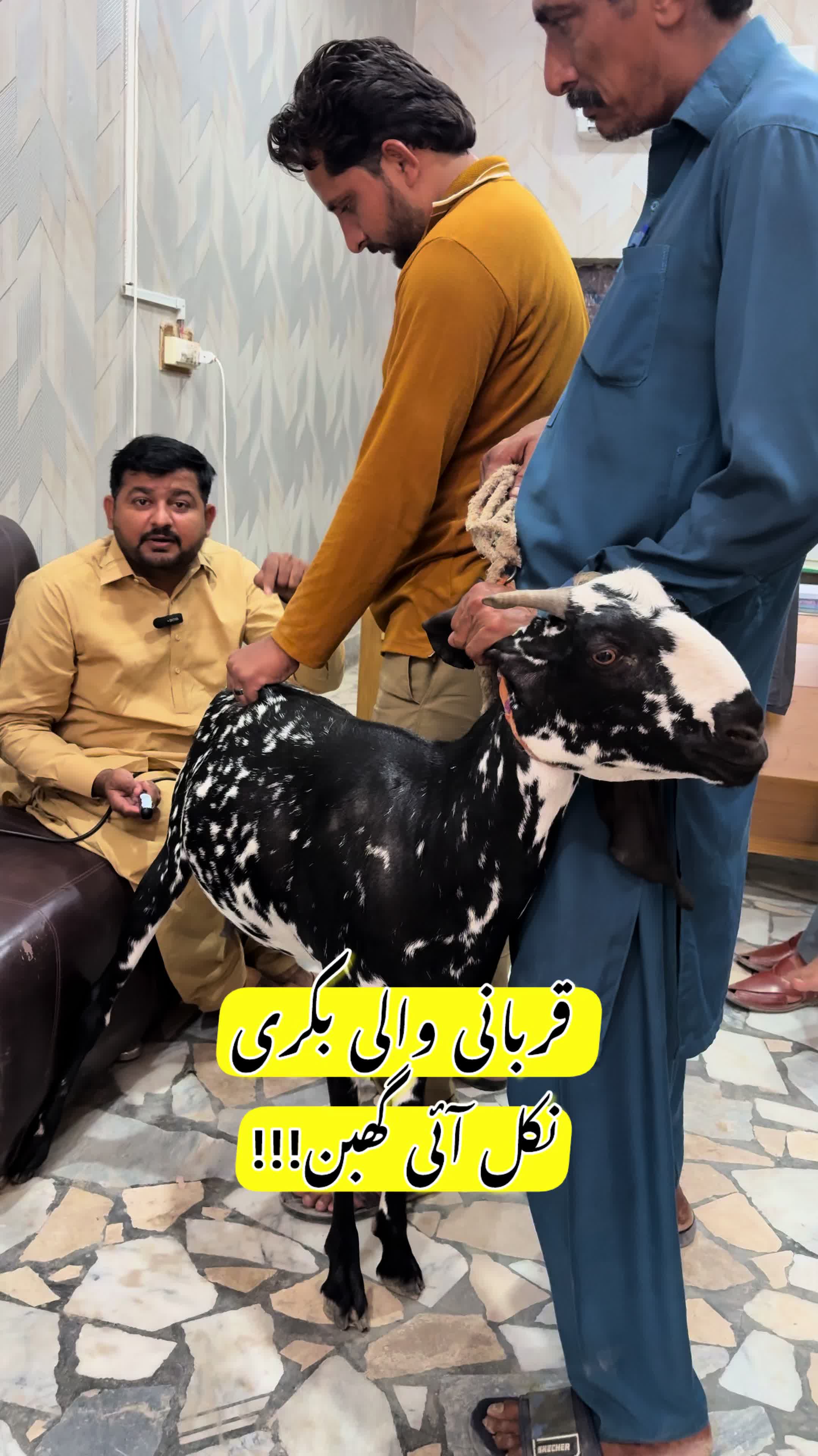 @vet.dr.mohsin4800