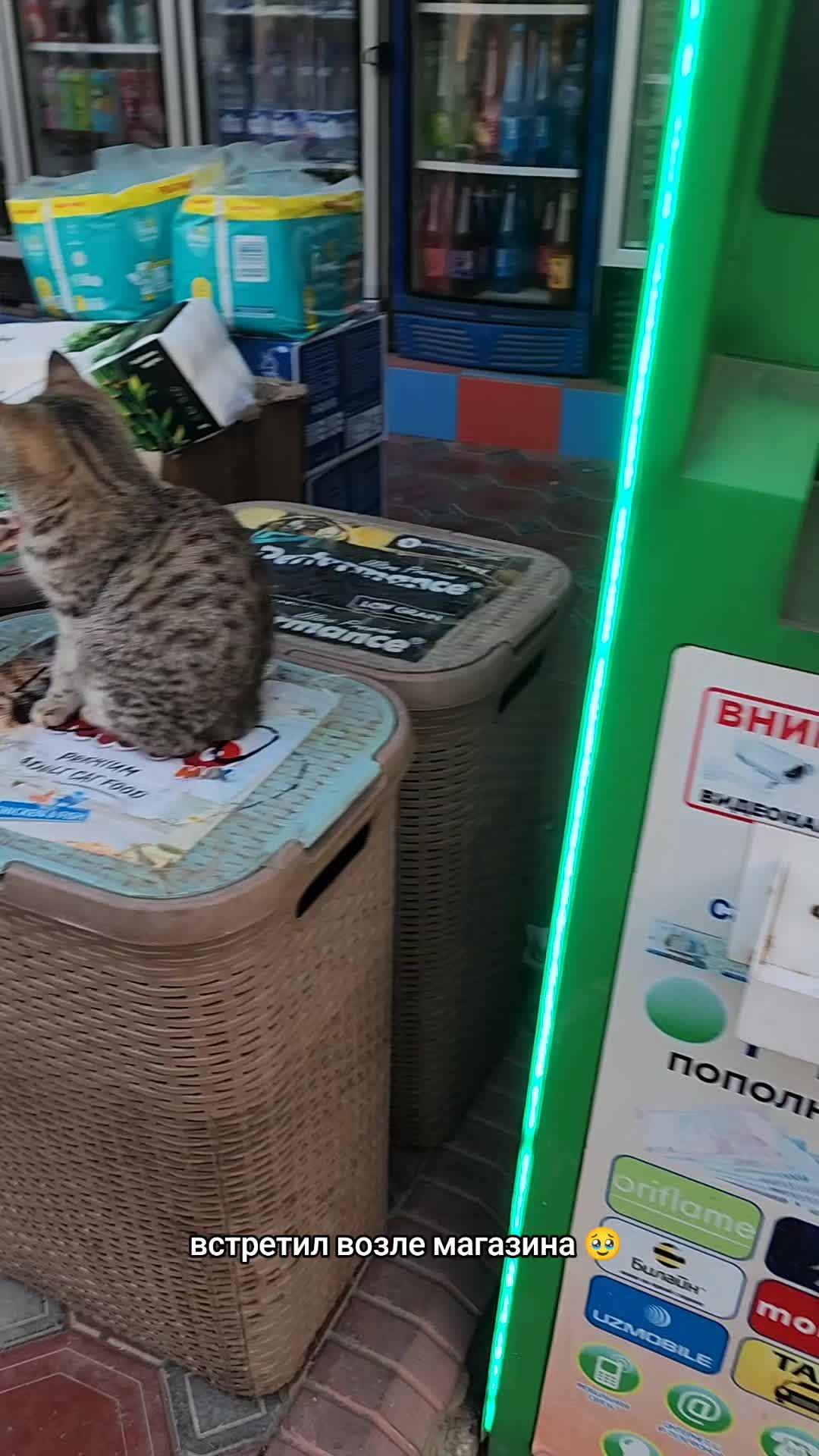 @Cat's Save