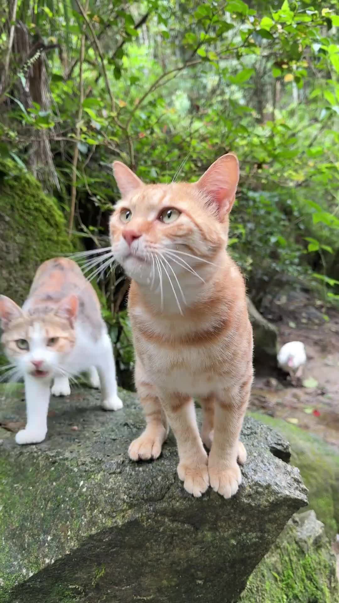 @animal family 0302