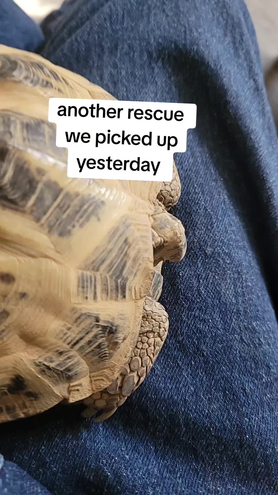 @essex tortoise group