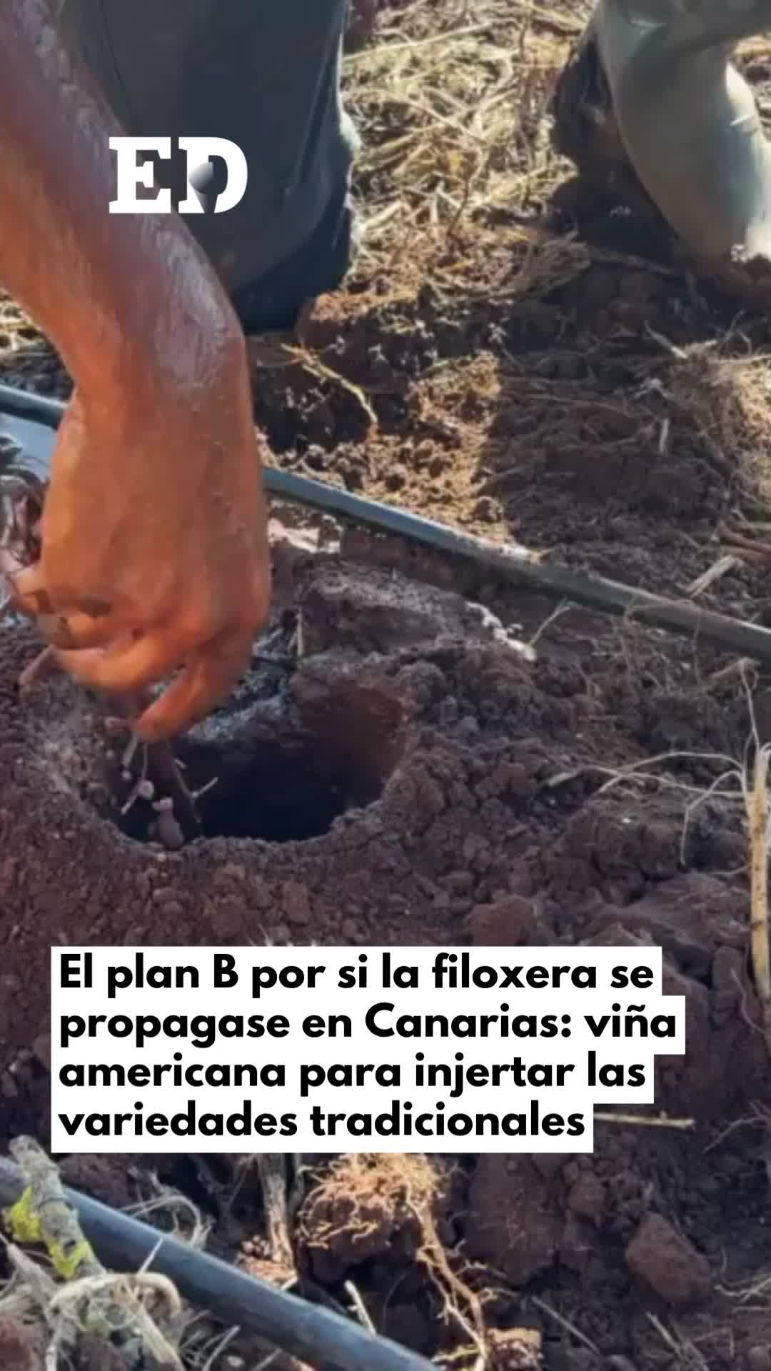 @El Día - Tenerife
