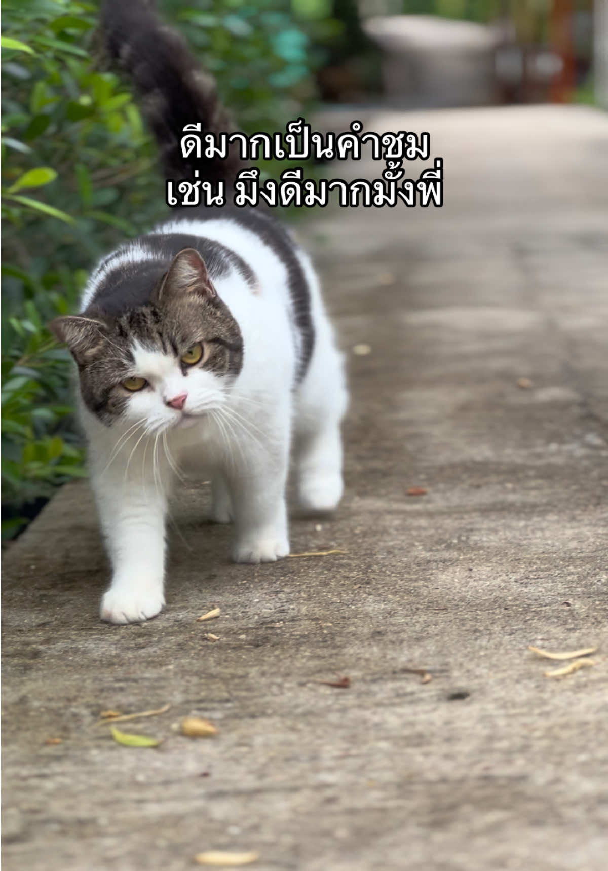 @บ้านผมมีแมวสามตัว😸