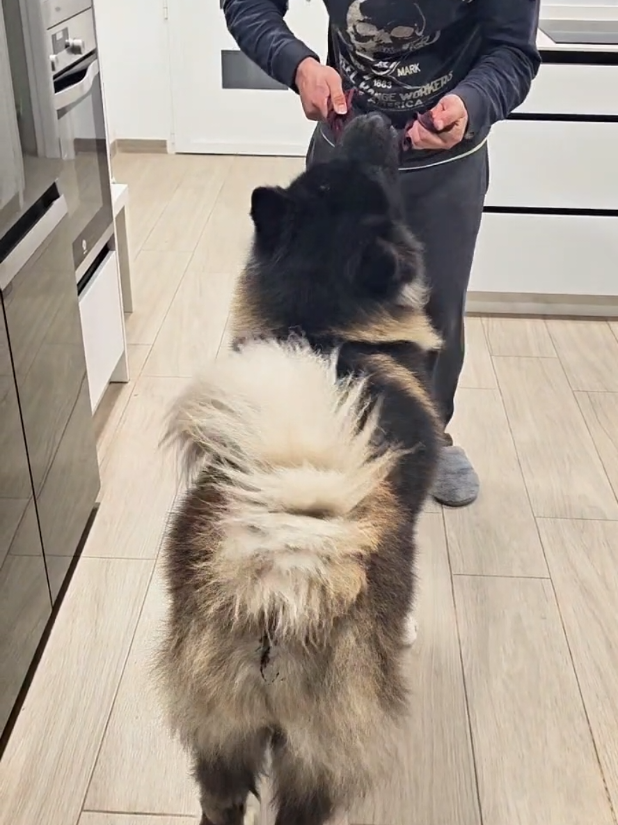@Atila the Akita