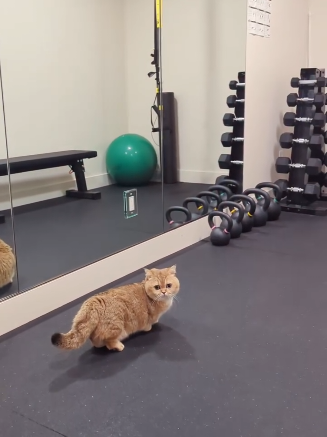 @Chonky World Of Cats