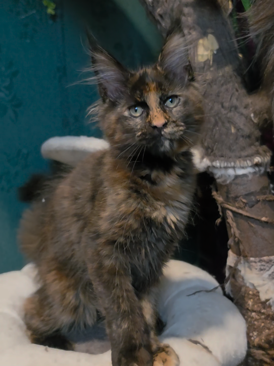 @Peaky Claws Cattery