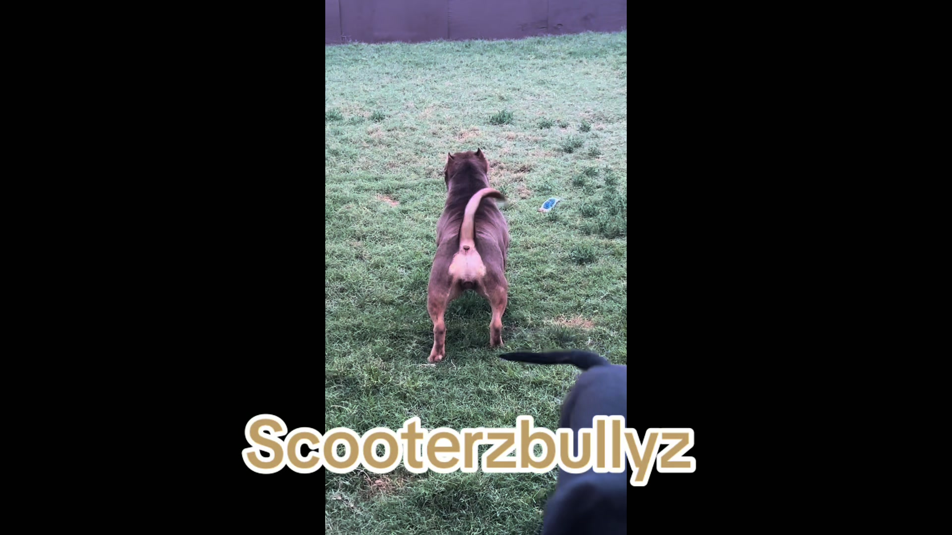 @Scooterzbullyz LLC