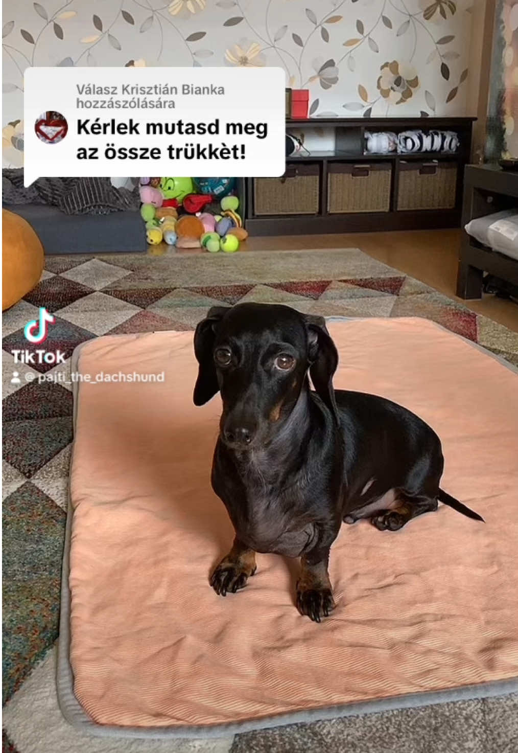 @🐾 Pajti kalandjai 🐾