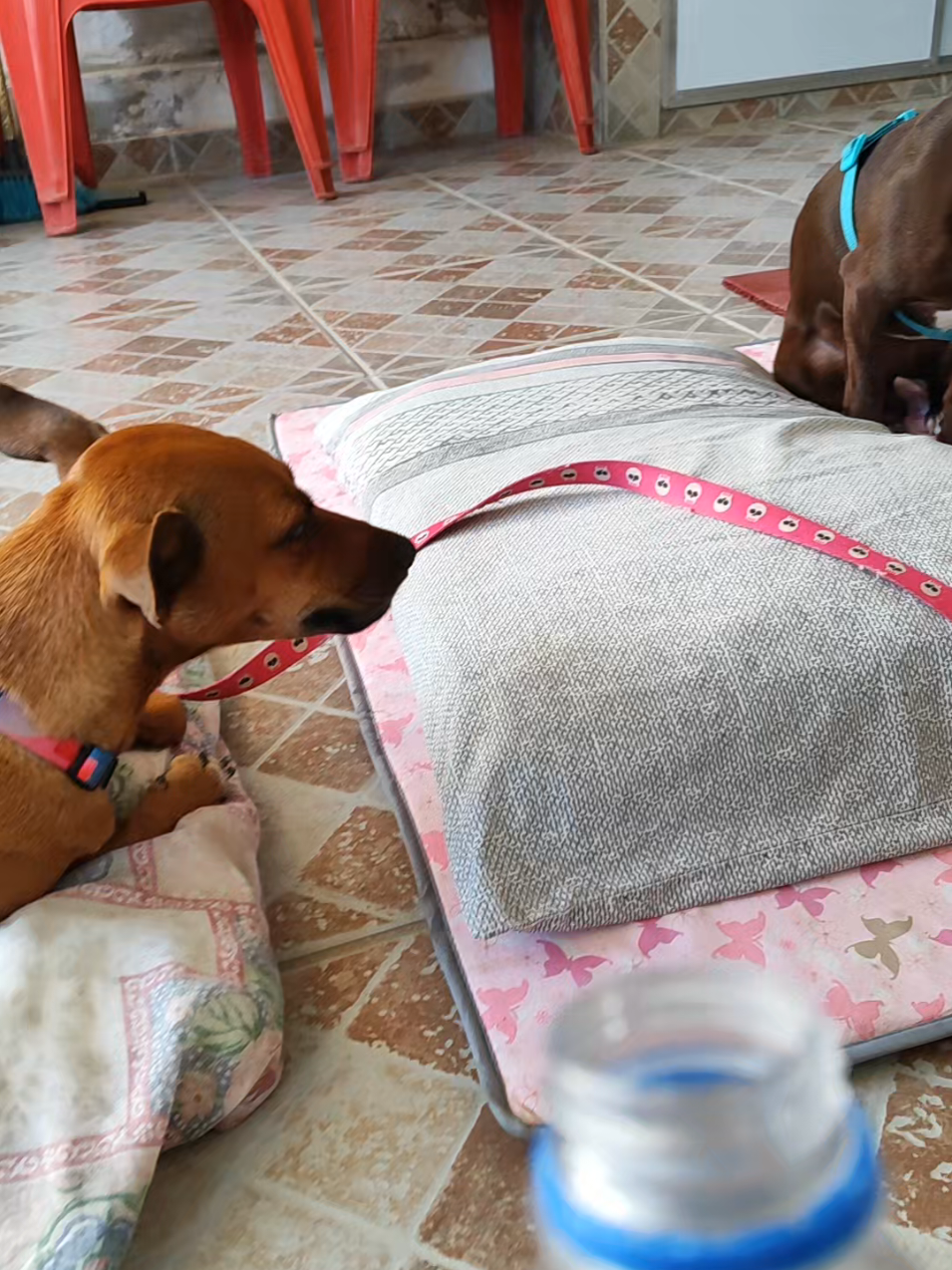 @Belinha e tiamara