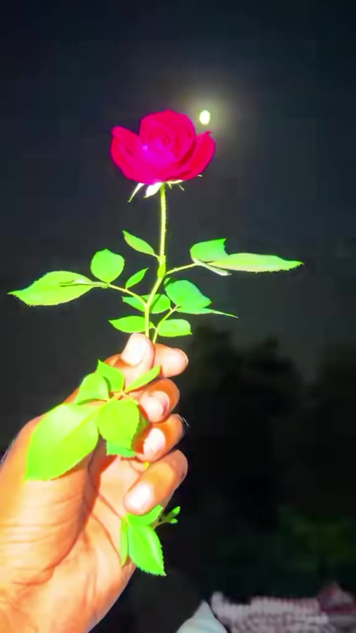 @👑🦅عمر جانی🦁🇱🇾