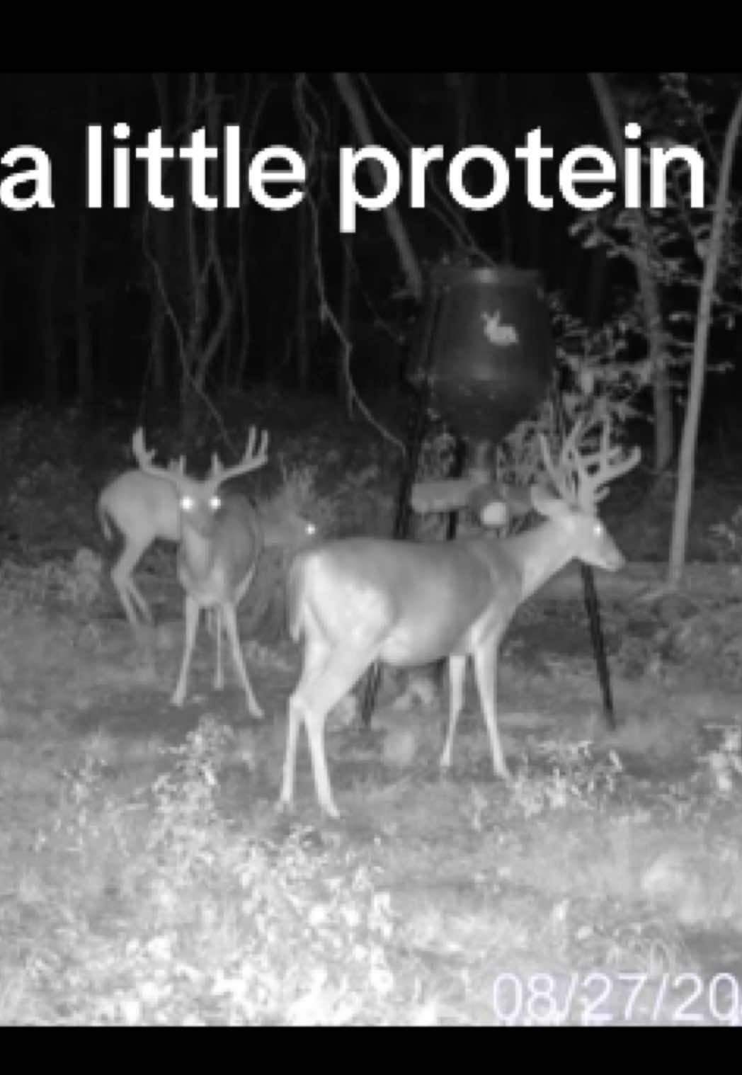 @Toi Batton_GIGI_WTBuckOutdoors