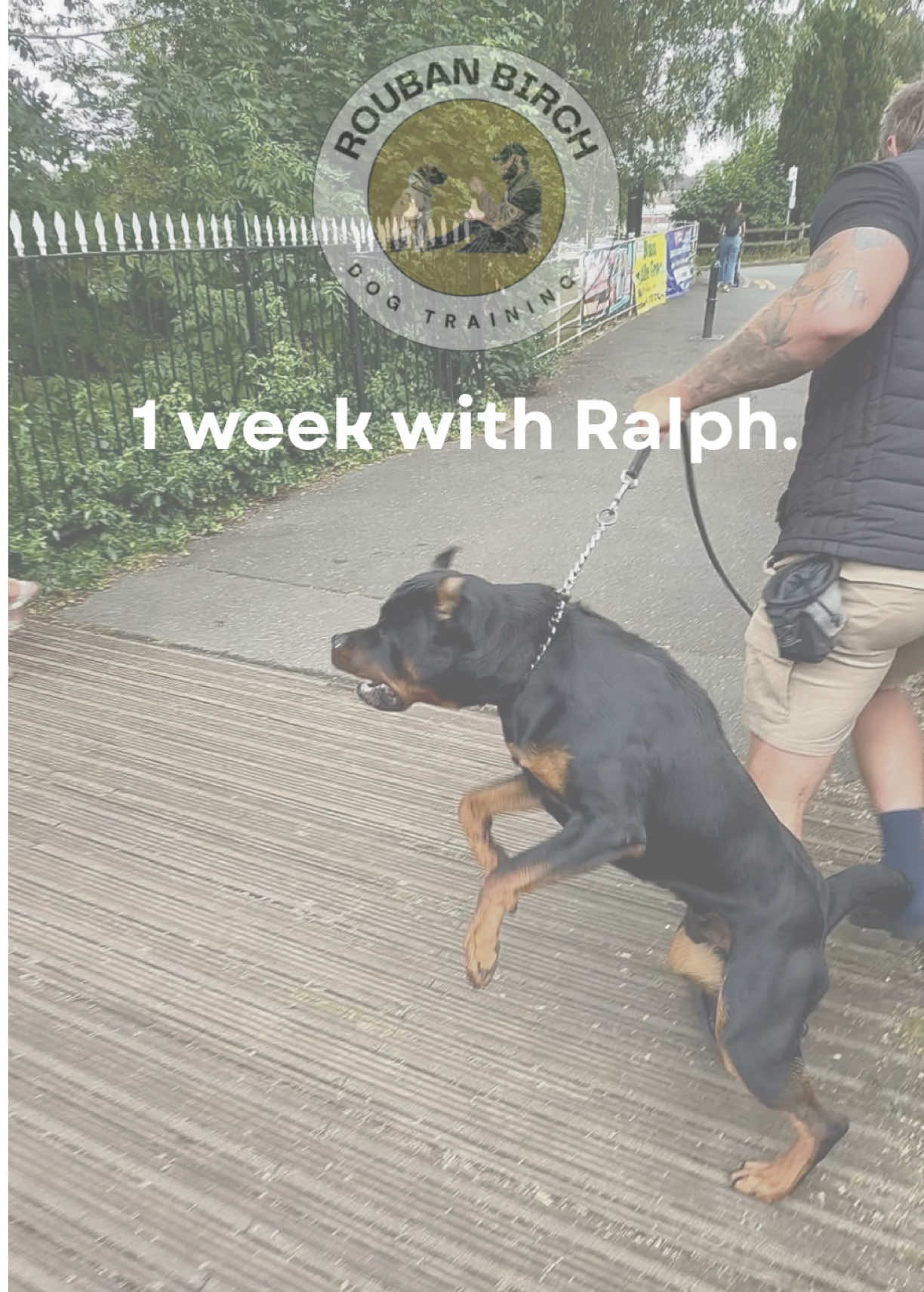 @rbdogtraining