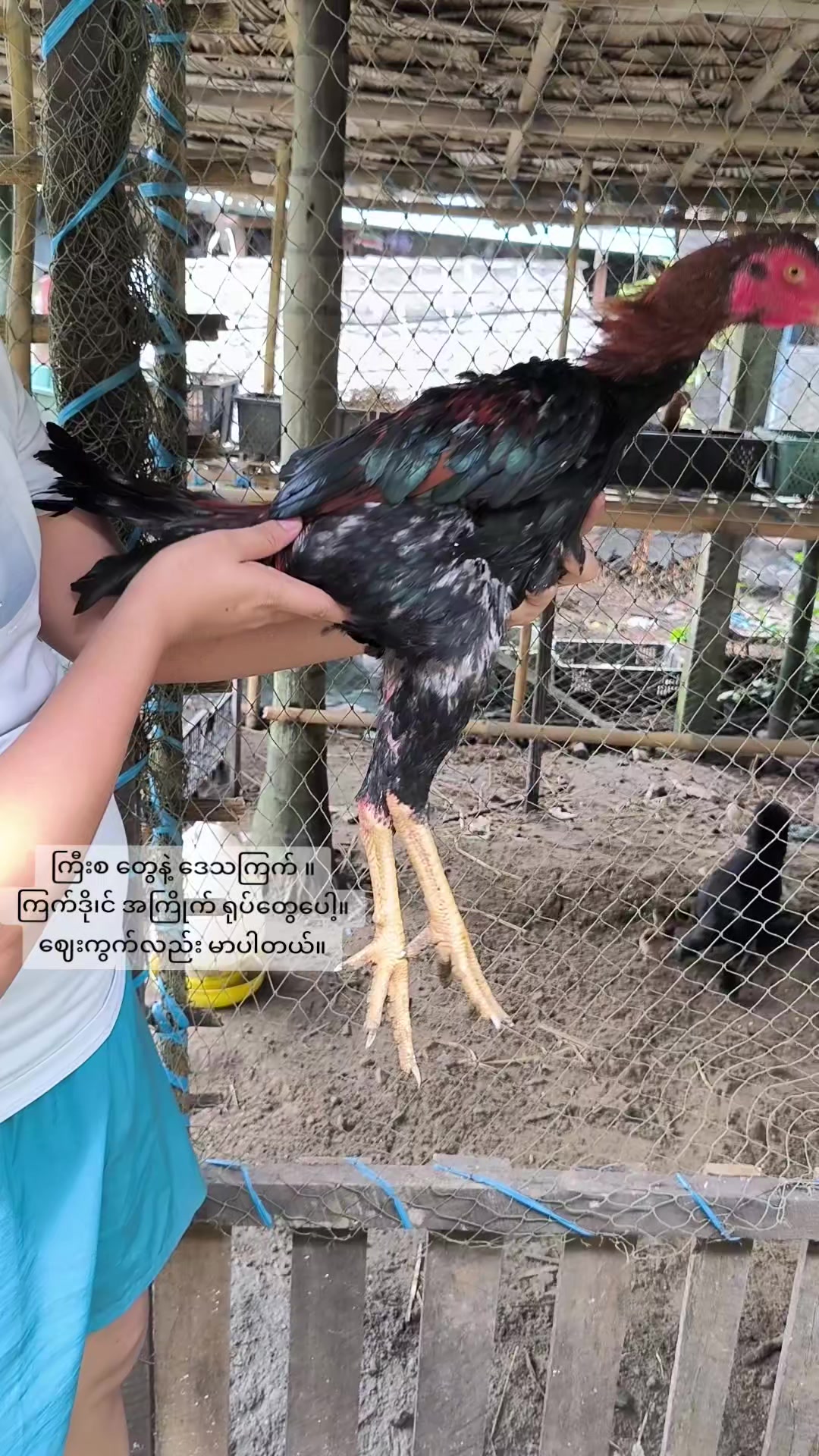 @"ရွှေဖြူးသား"၀က်မွေးမြူရေးခြံ