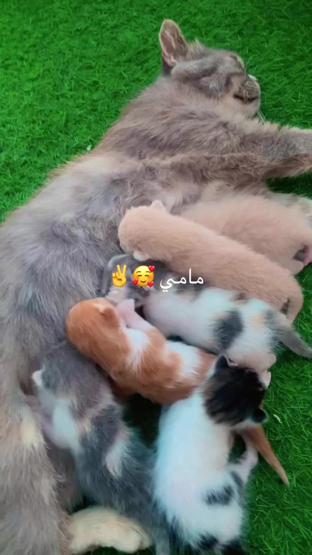 @توته ملتوته🍓☺️✌️