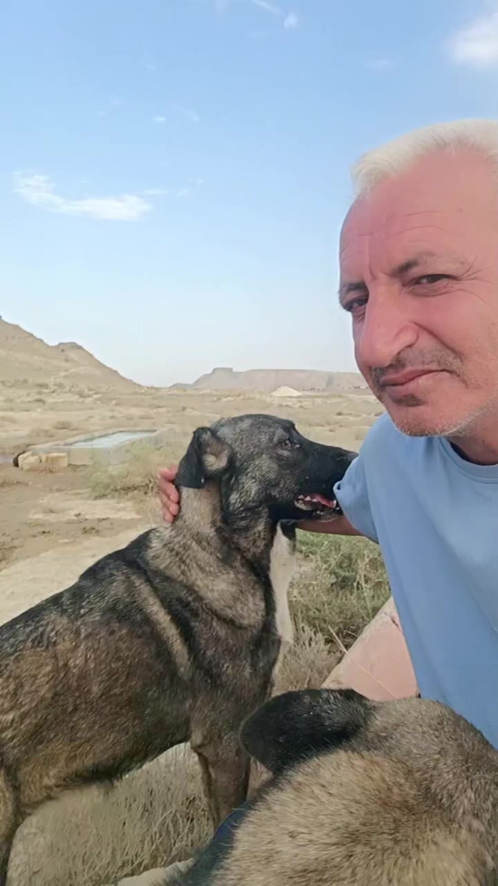 @Sahibsiz heyvanlara dəstək