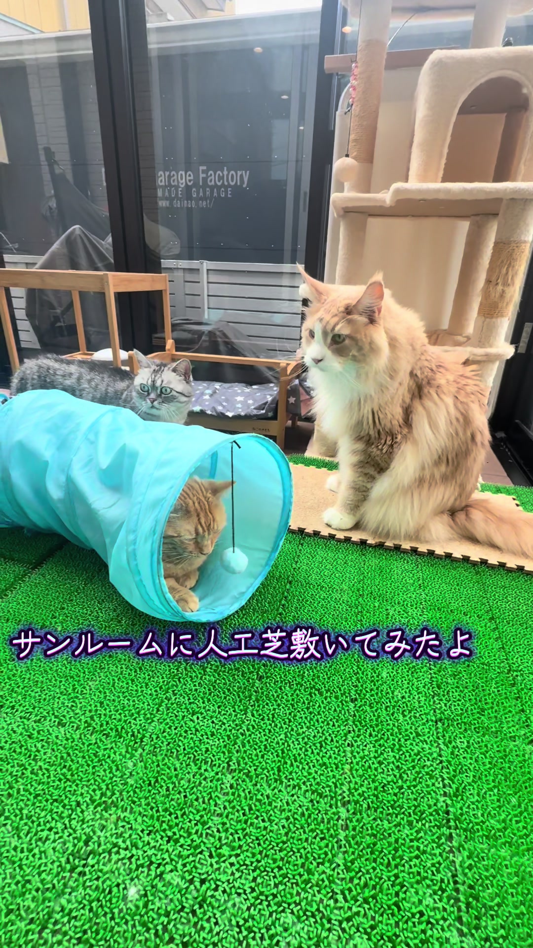 @大福兄弟😽