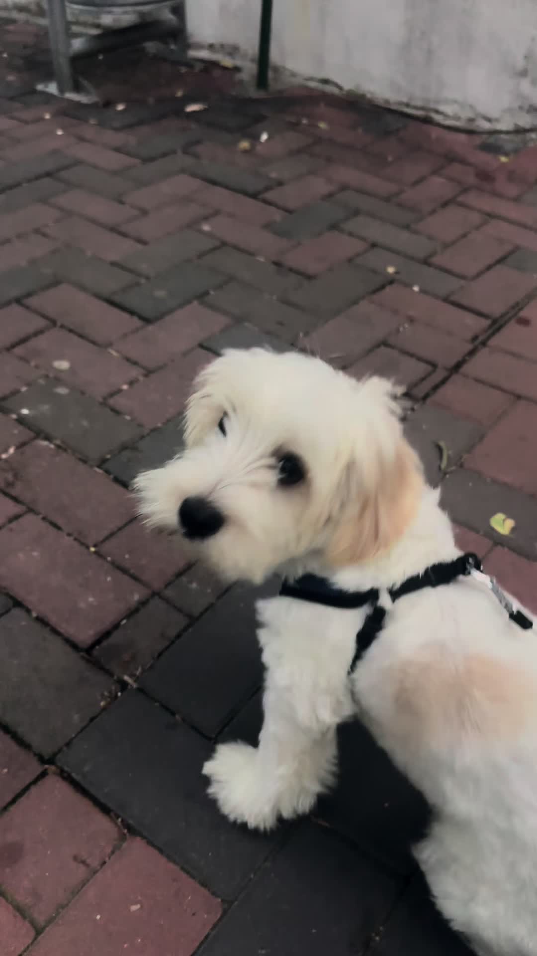 @Puppy 🐶