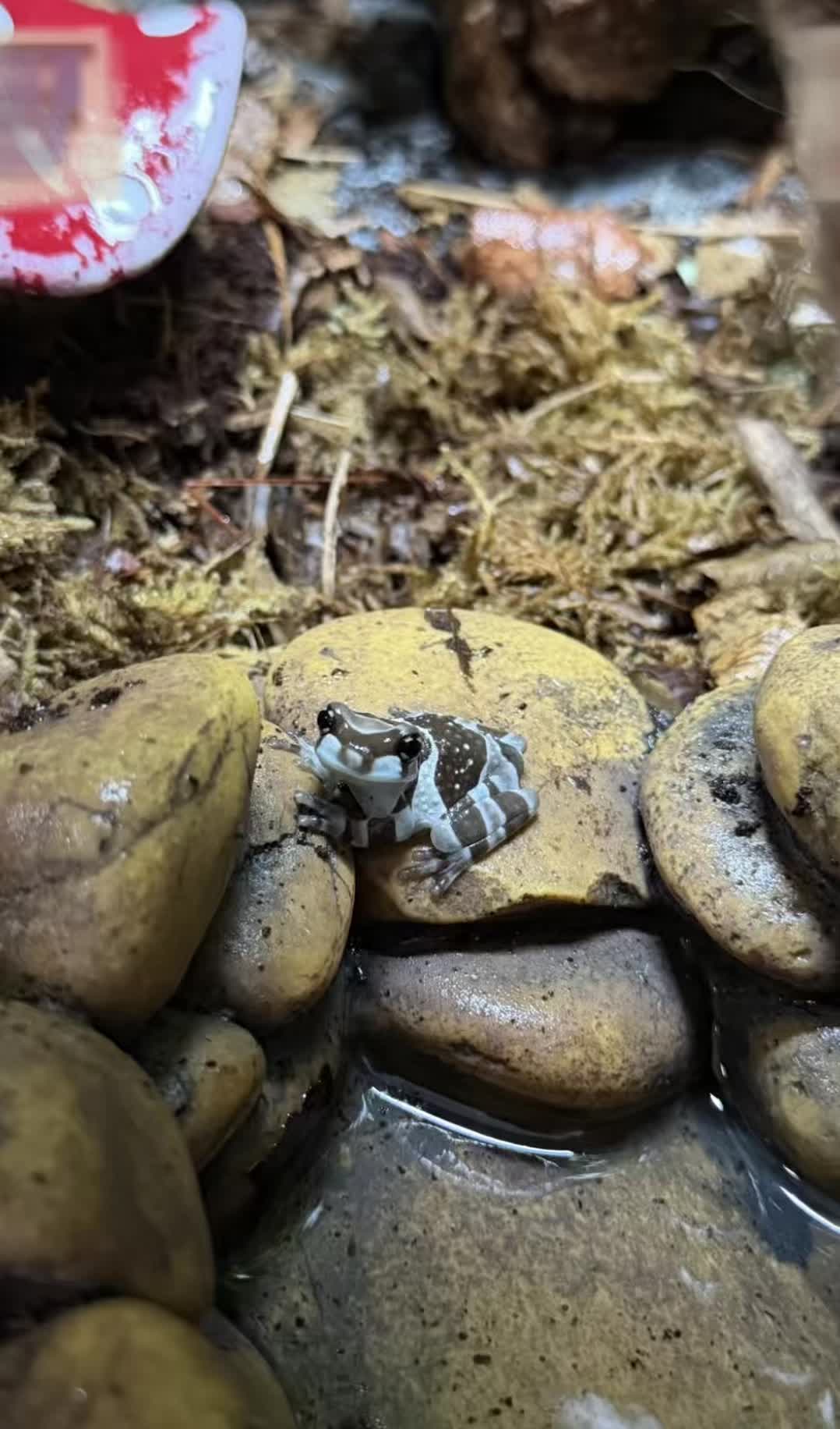 @frogsandoddities