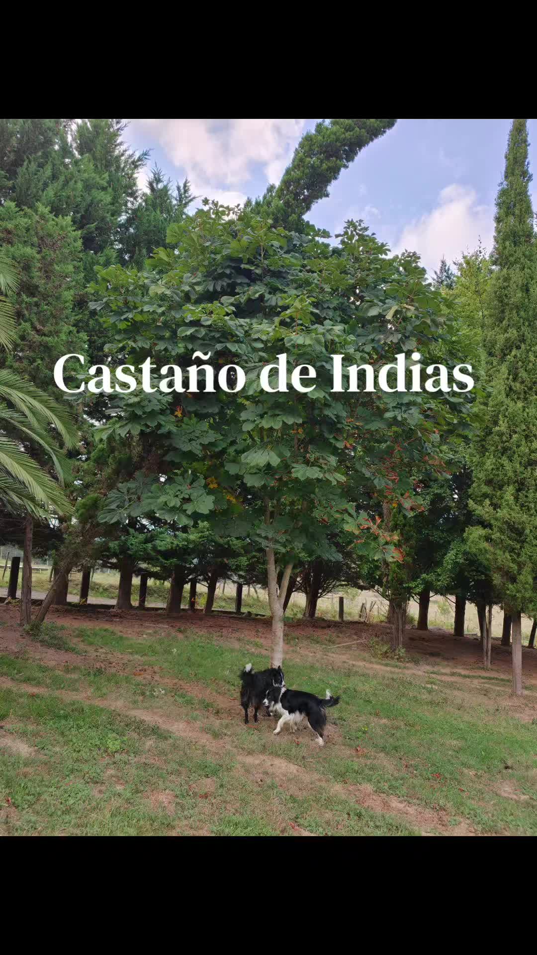 @Astosoro Burros Encartados