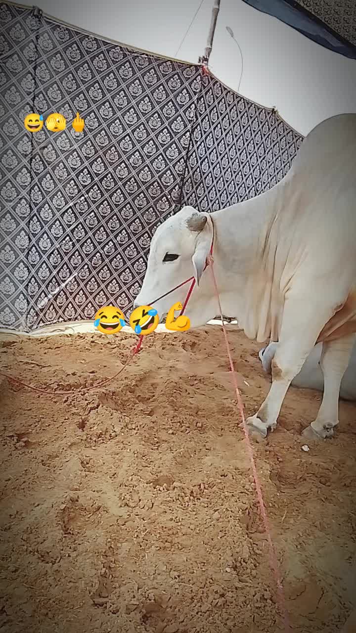 @tiktok