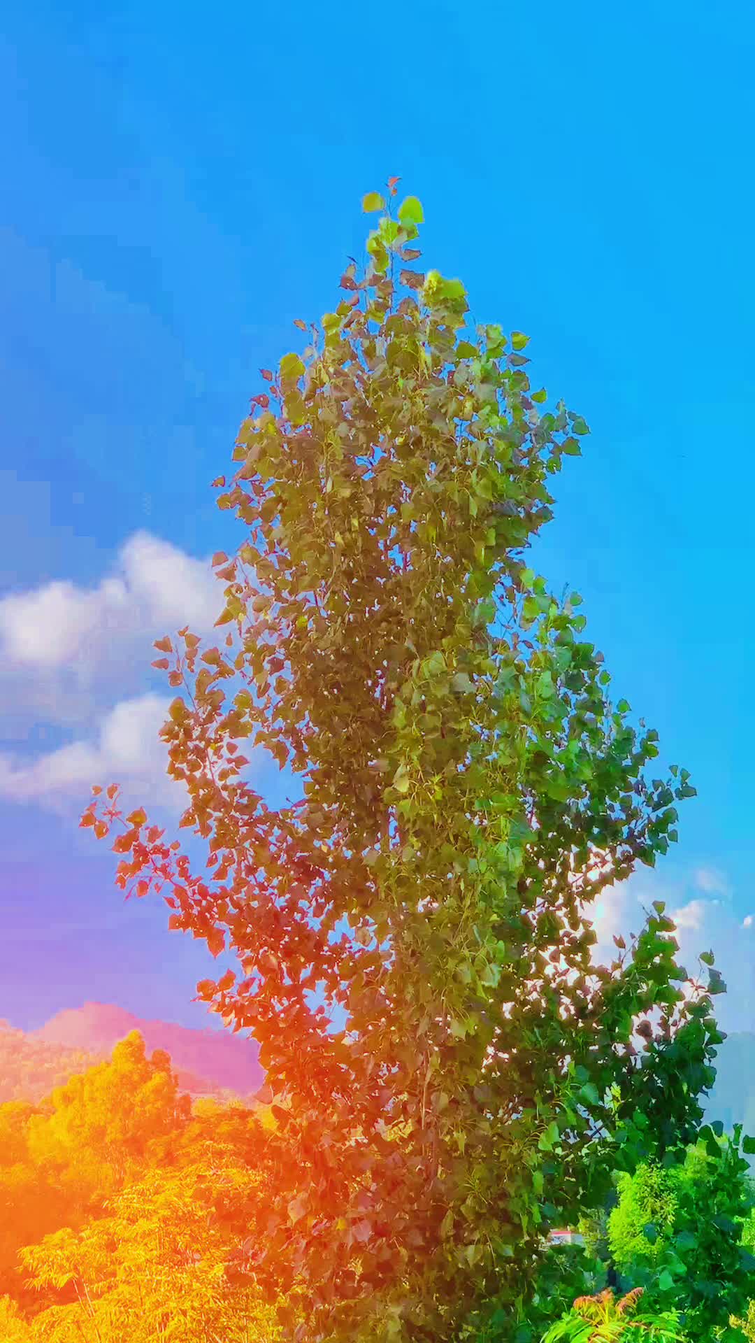 @سردار آہل★