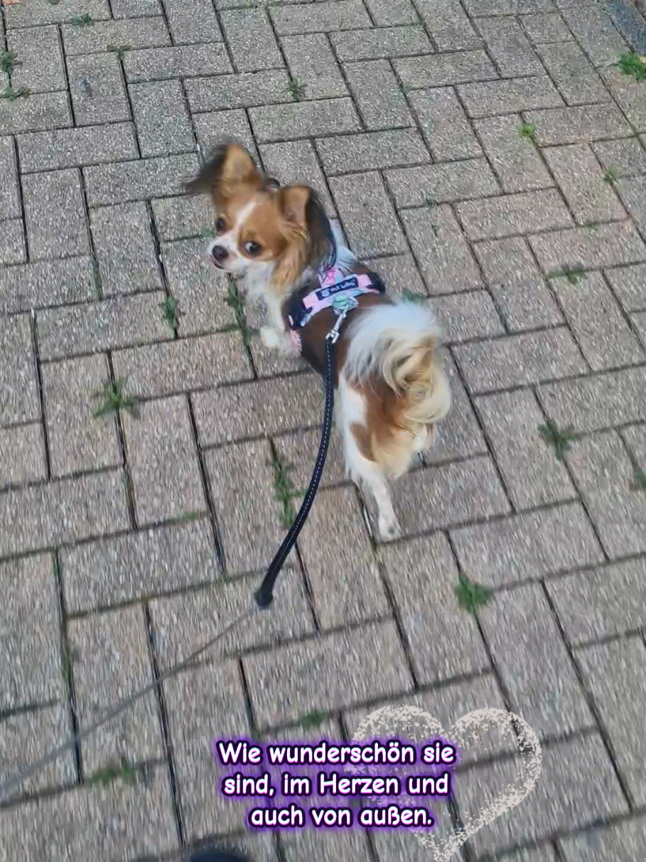 @🌸🐾꧁ 𝒮𝒶𝓃𝓃𝒾 ꧂🐾🌸