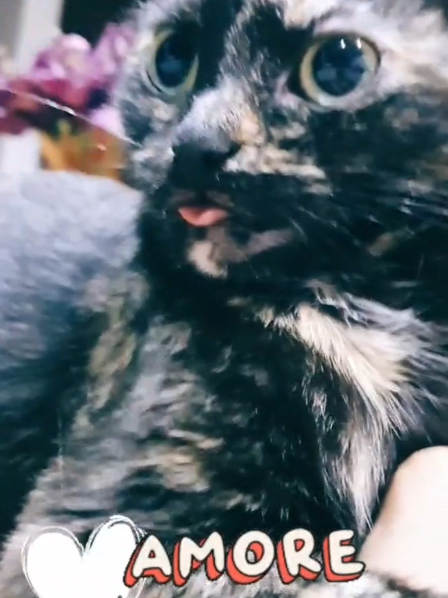 @GlaMurka🐈