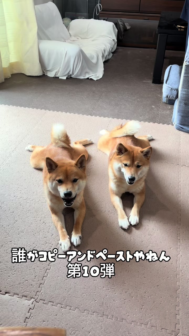 @こまめとしばーず🐾