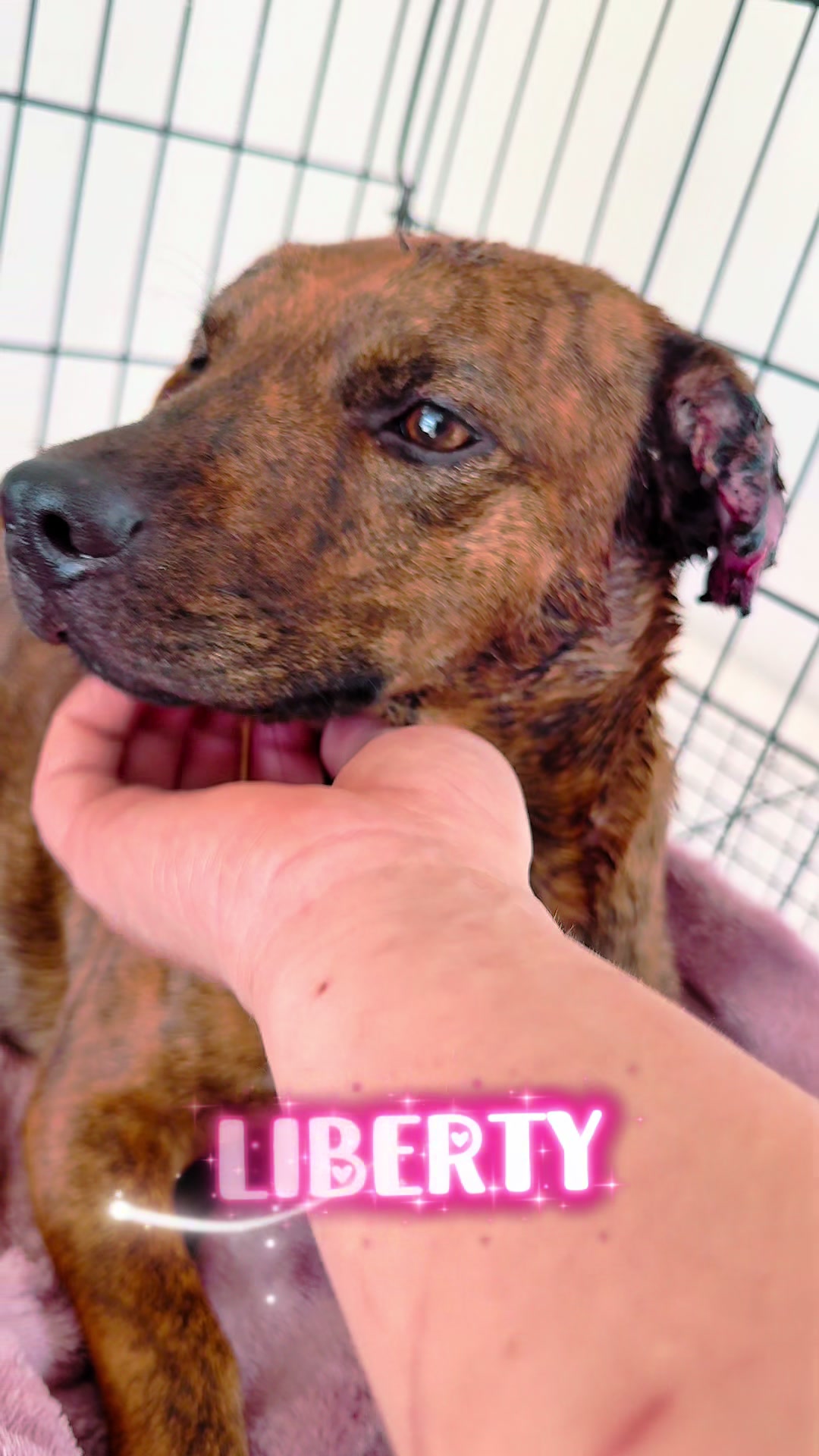 @shininglightanimalrescue
