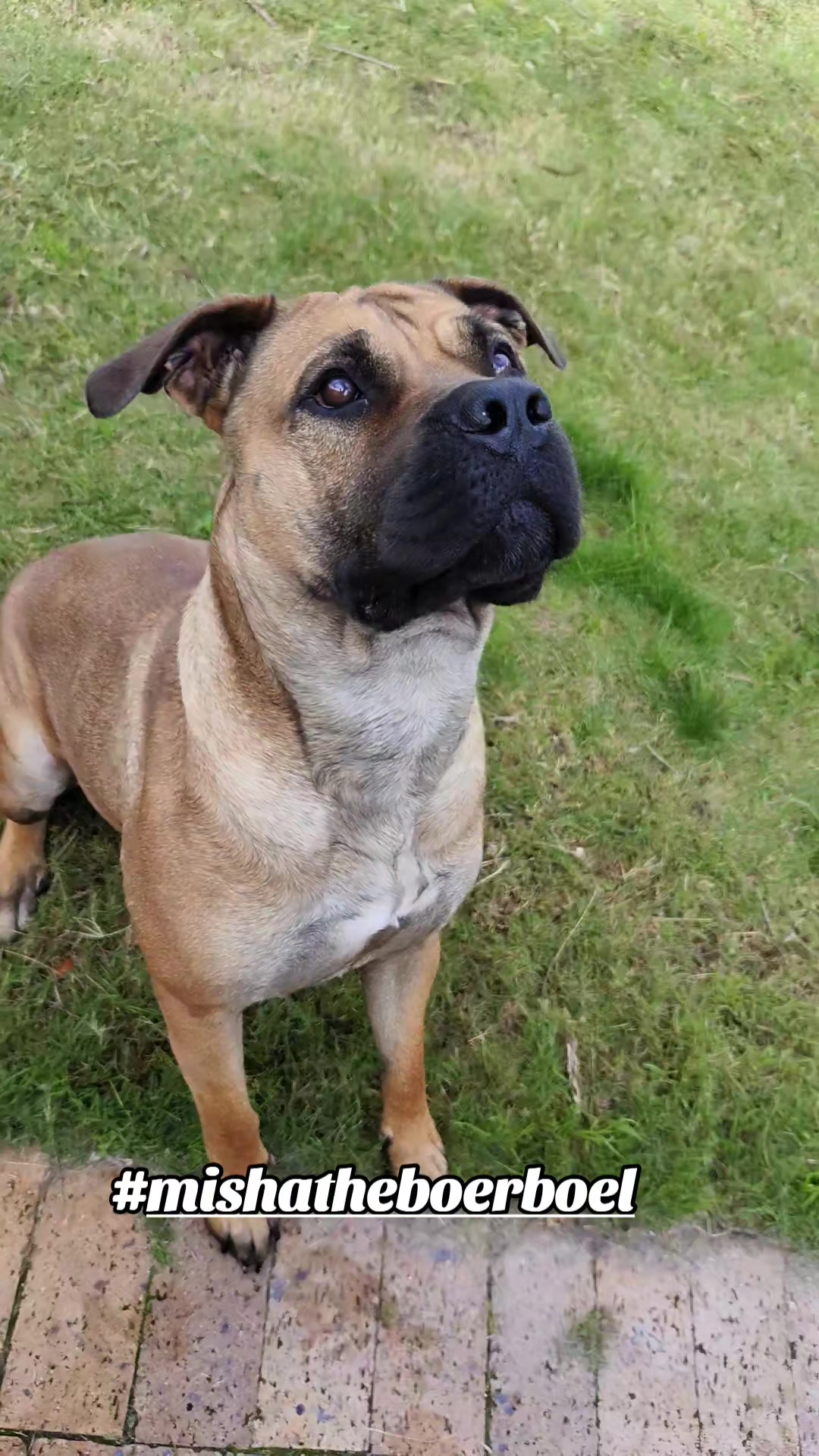 @Mishatheboerboel