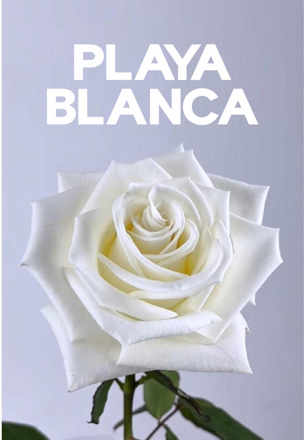 @ecflowersdirect
