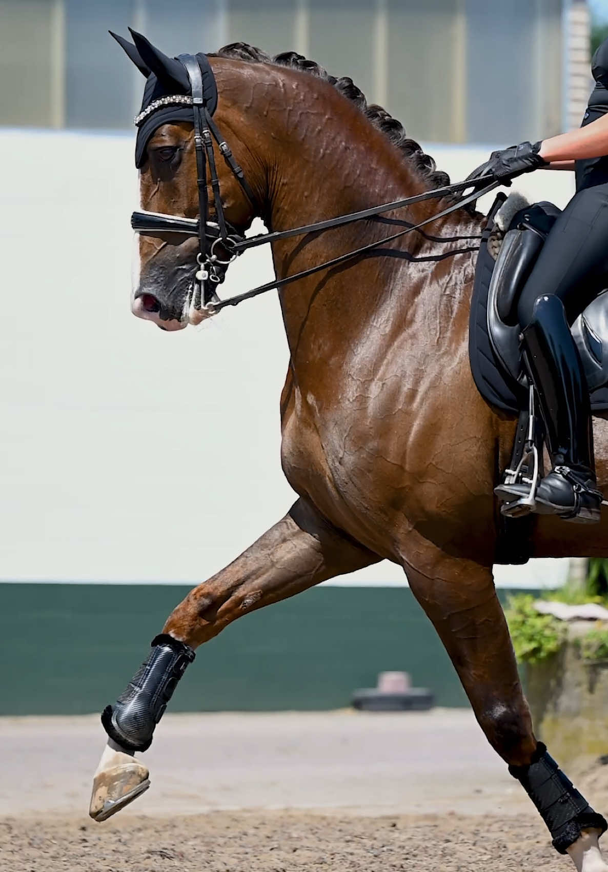 @Maximilian Equestrian
