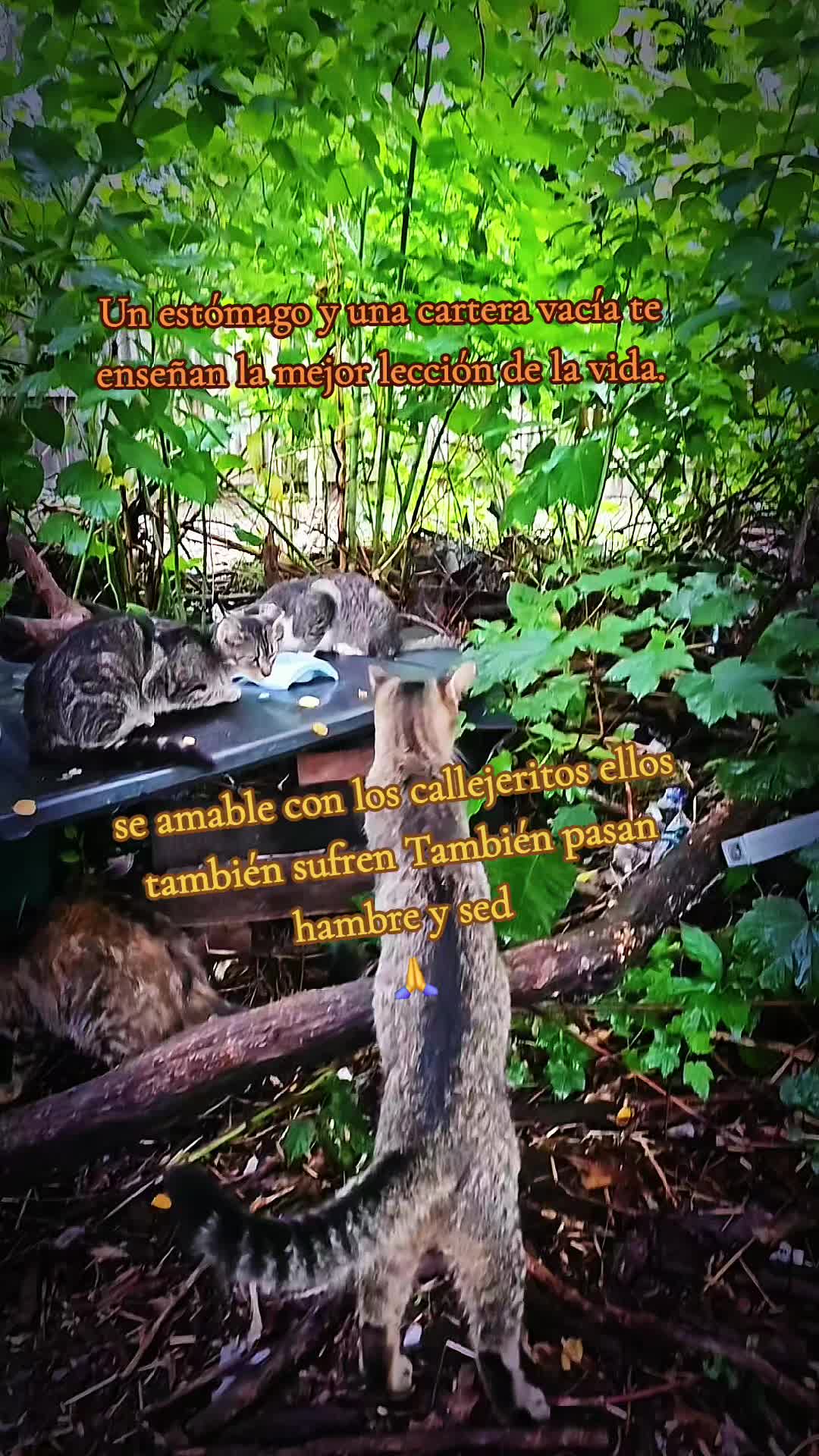 @🇲🇽Guli.Carrada 🐈⬛