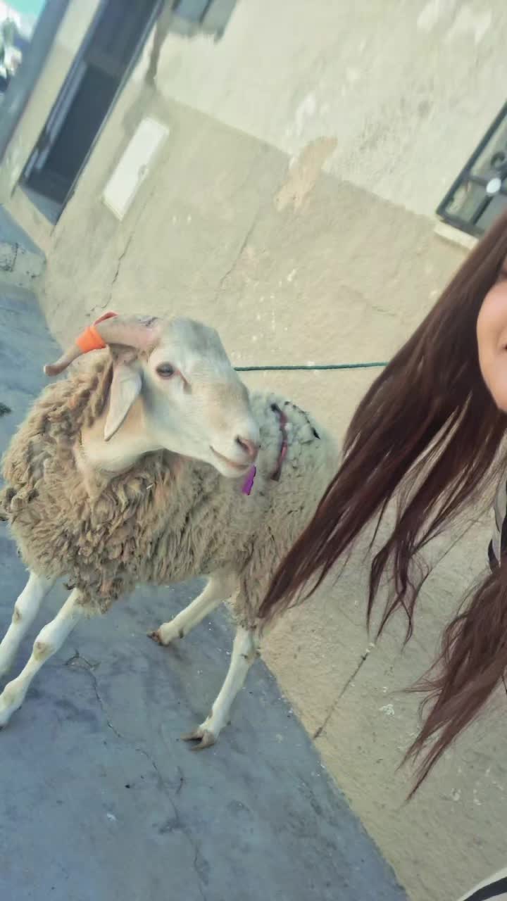 @Soulayma Babay