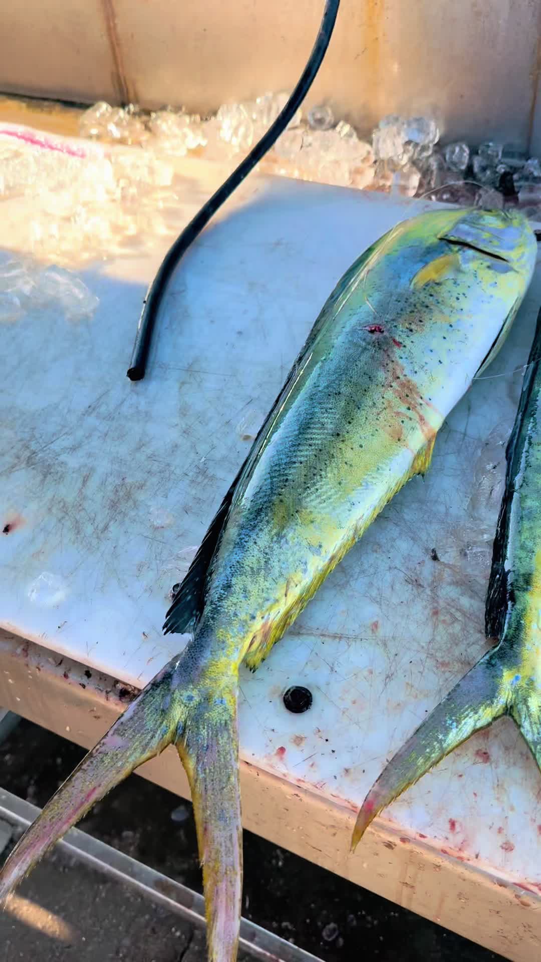 @Trigger Rich Fishing Charters