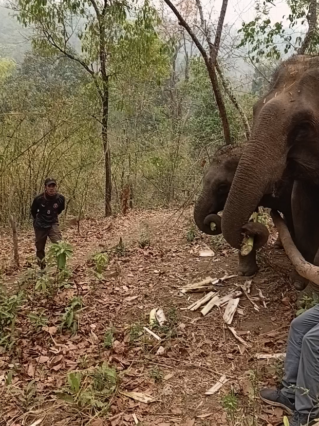 @LuangPrabang Elephant New Home