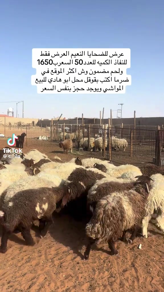 @mohamed_ksa0
