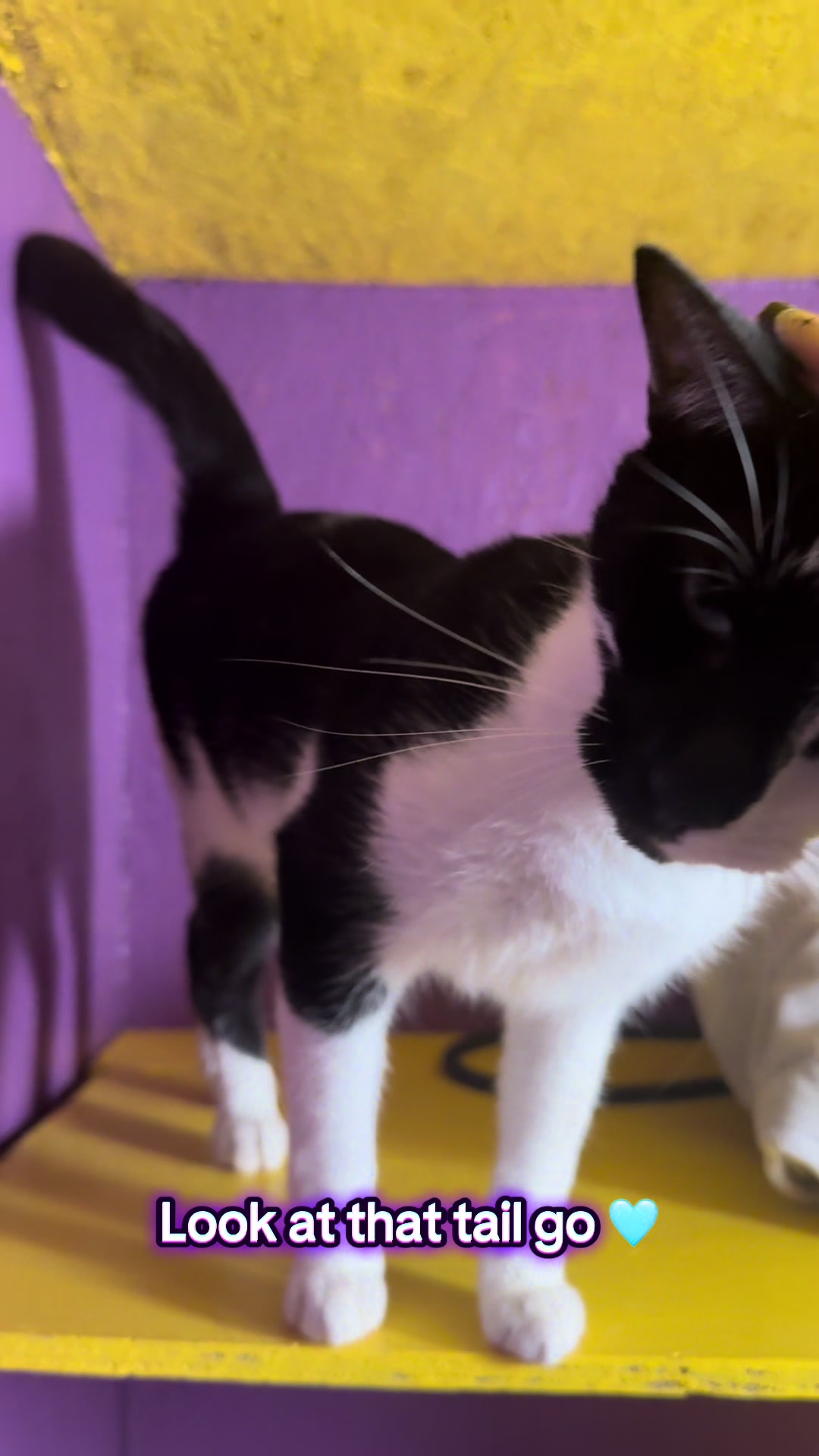 @swalecliffecattery