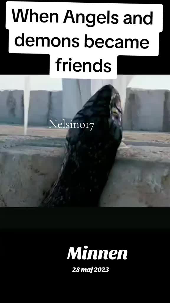 @Nelsiono3
